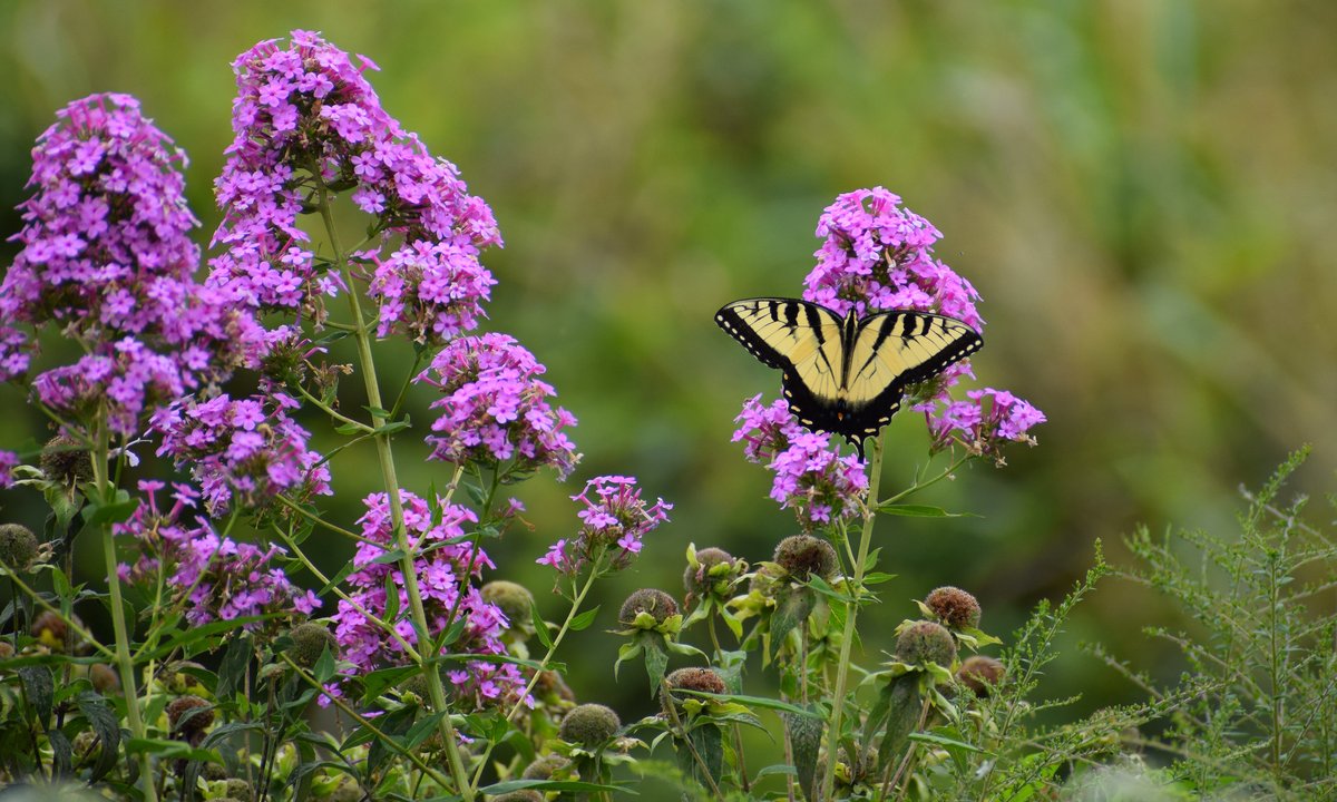 VAStateParks's tweet photo. #Pollinators are out in full flutter at #VaStateParks! ๐ Come see them at the annual #Butterflies on the #Battlefield: Nature & Pollinator Festival at Sailor's Creek Battlefield State Park on Saturday, Aug. 24 (10am - 2pm). ๐ฆ
More pollinator events at: https://t.co/Id7OmsYEvg https://t.co/aPDUbILFJf