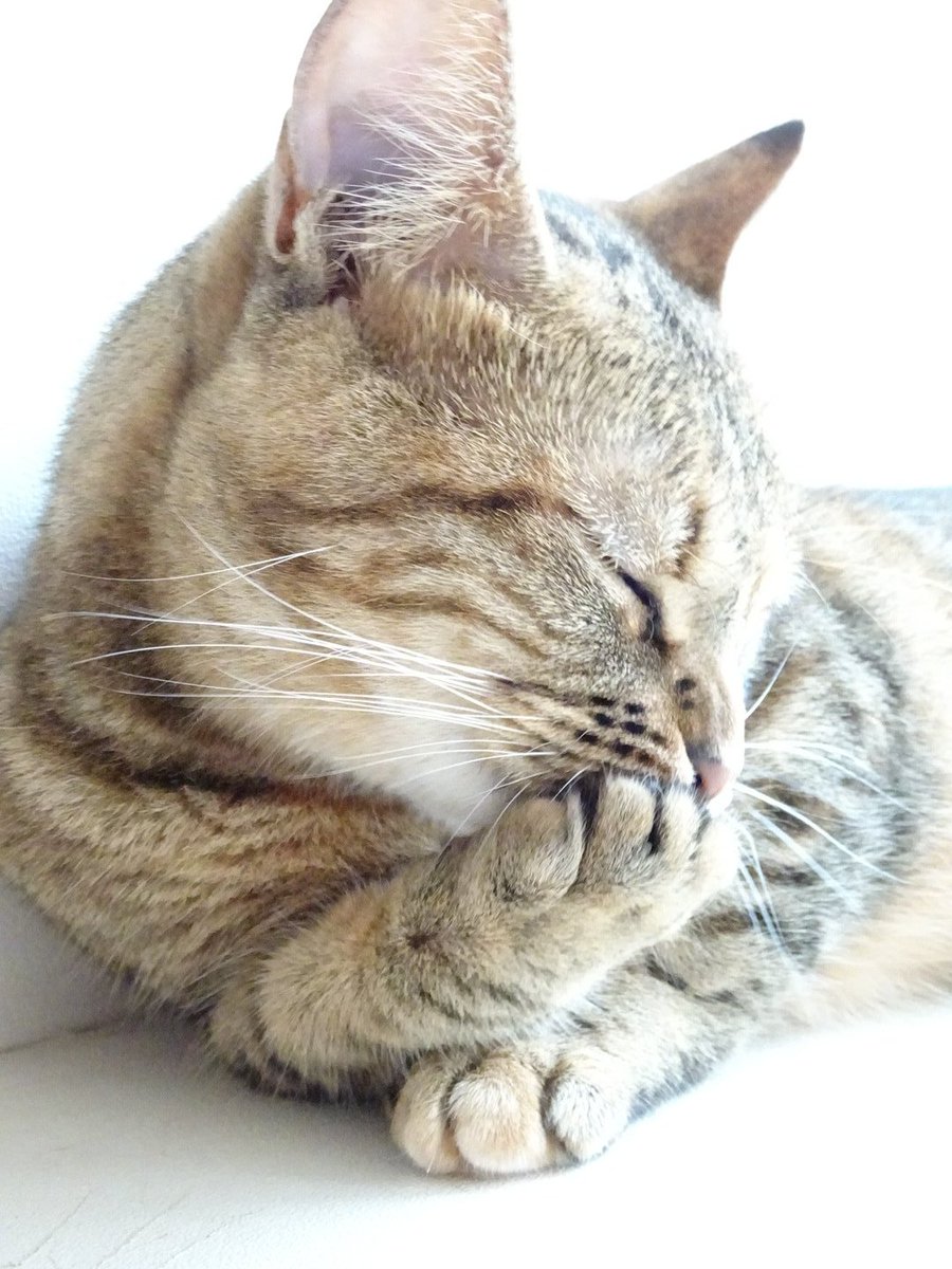 ひな tweet media