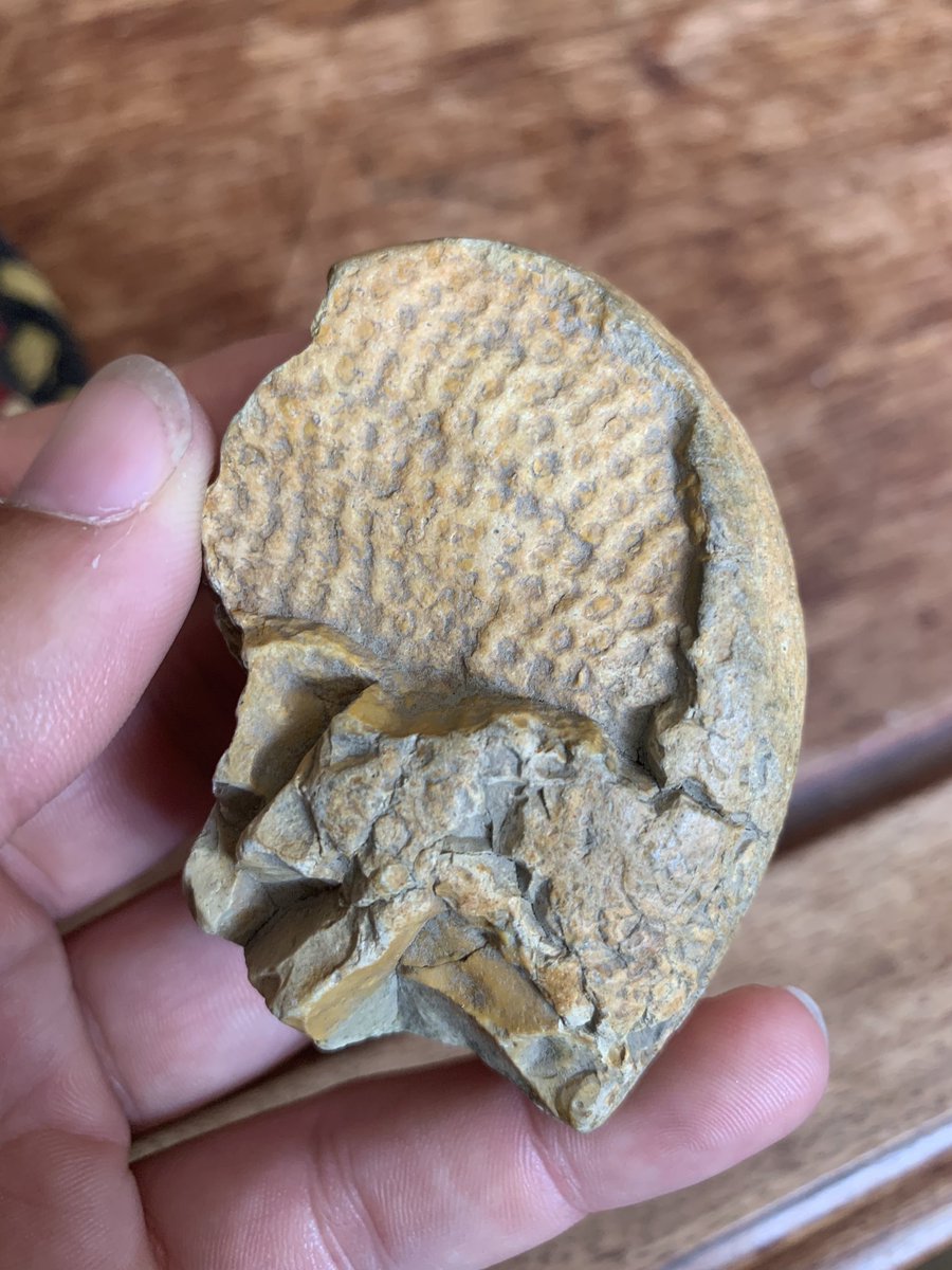 Josh Burch (@joshburch_photo) on Twitter photo Found on the shores of the Thames yesterday. Not sure what it is but maybe a fossil ? Any experts know what this is ? <a href="/NHM_London/">Natural History Museum</a> <a href="/Ben_garrod/">Prof Ben Garrod</a> <a href="/Rothersman/">Mudlark_thames_larker</a> #fossil #Thames Found on the shores of the Thames yesterday. Not sure what it is but maybe a fossil ? Any experts know what this is ? <a href="/NHM_London/">Natural History Museum</a> <a href="/Ben_garrod/">Prof Ben Garrod</a> <a href="/Rothersman/">Mudlark_thames_larker</a> #fossil #Thames