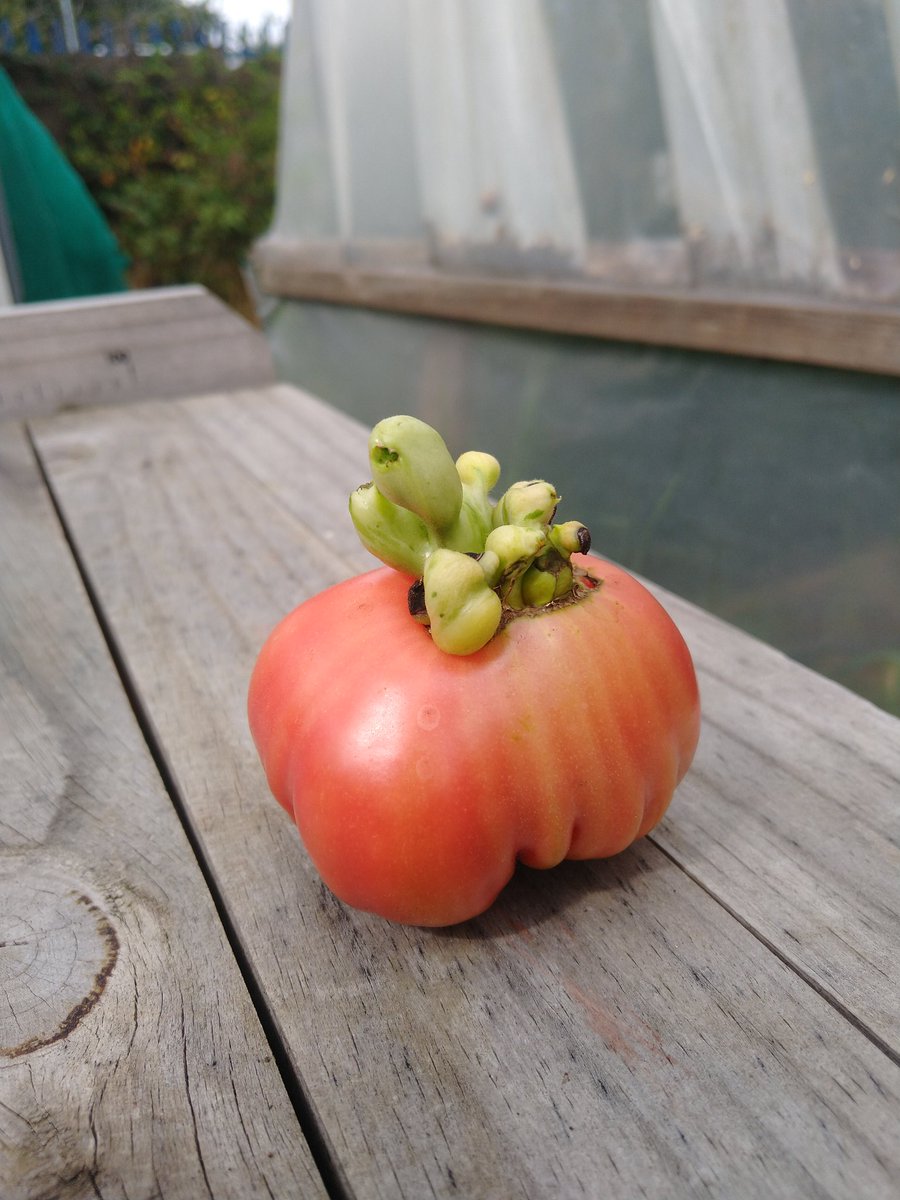 Dig In Community Allotment tweet media