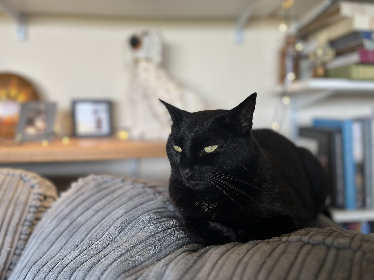 #BlackCatAppreciationDay Here’s Frank looking cool. 😎🐈‍⬛🖤