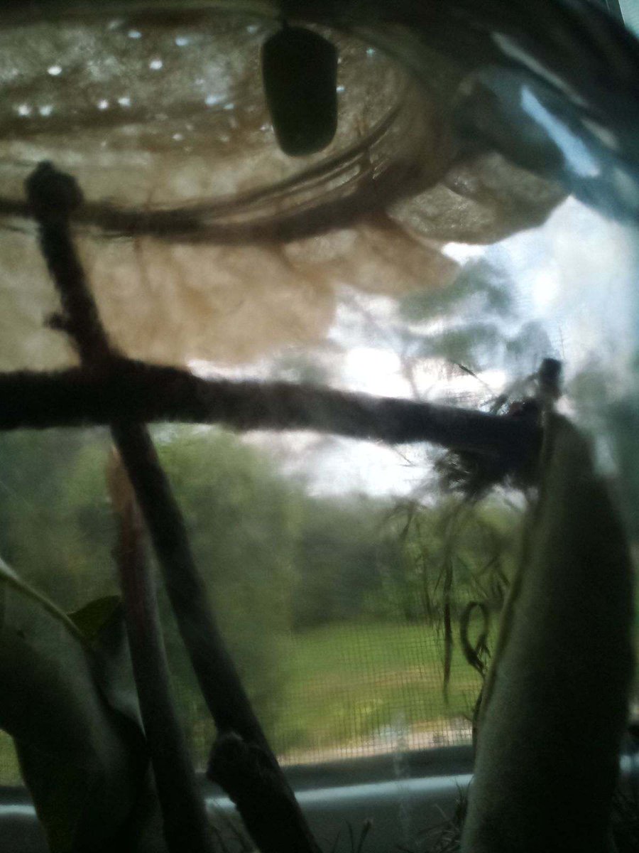 Sumwize's tweet image. A couple weeks ago I rescued a Monarch caterpillar. It's now in a healthy chrysalis waiting to transform in my bedroom. I'm really excited to see it turn into a butterfly🦋