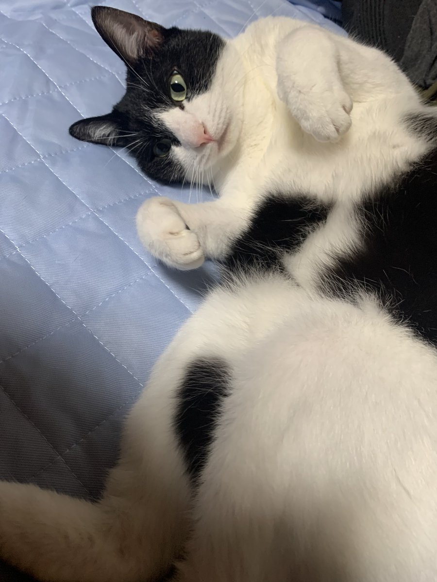 yotsuba__12's tweet image. 久しぶりに🐱
 #今日のあんこ