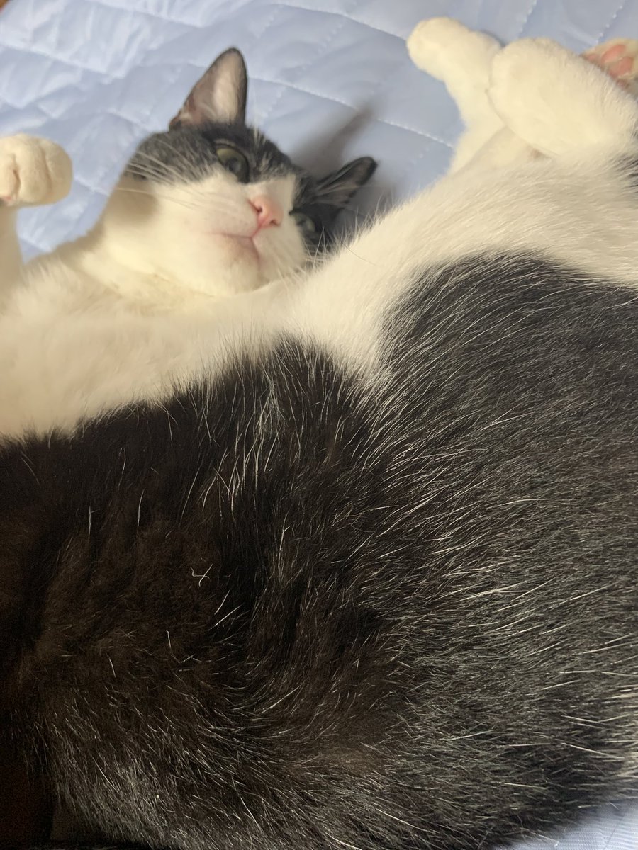 yotsuba__12's tweet image. 久しぶりに🐱
 #今日のあんこ