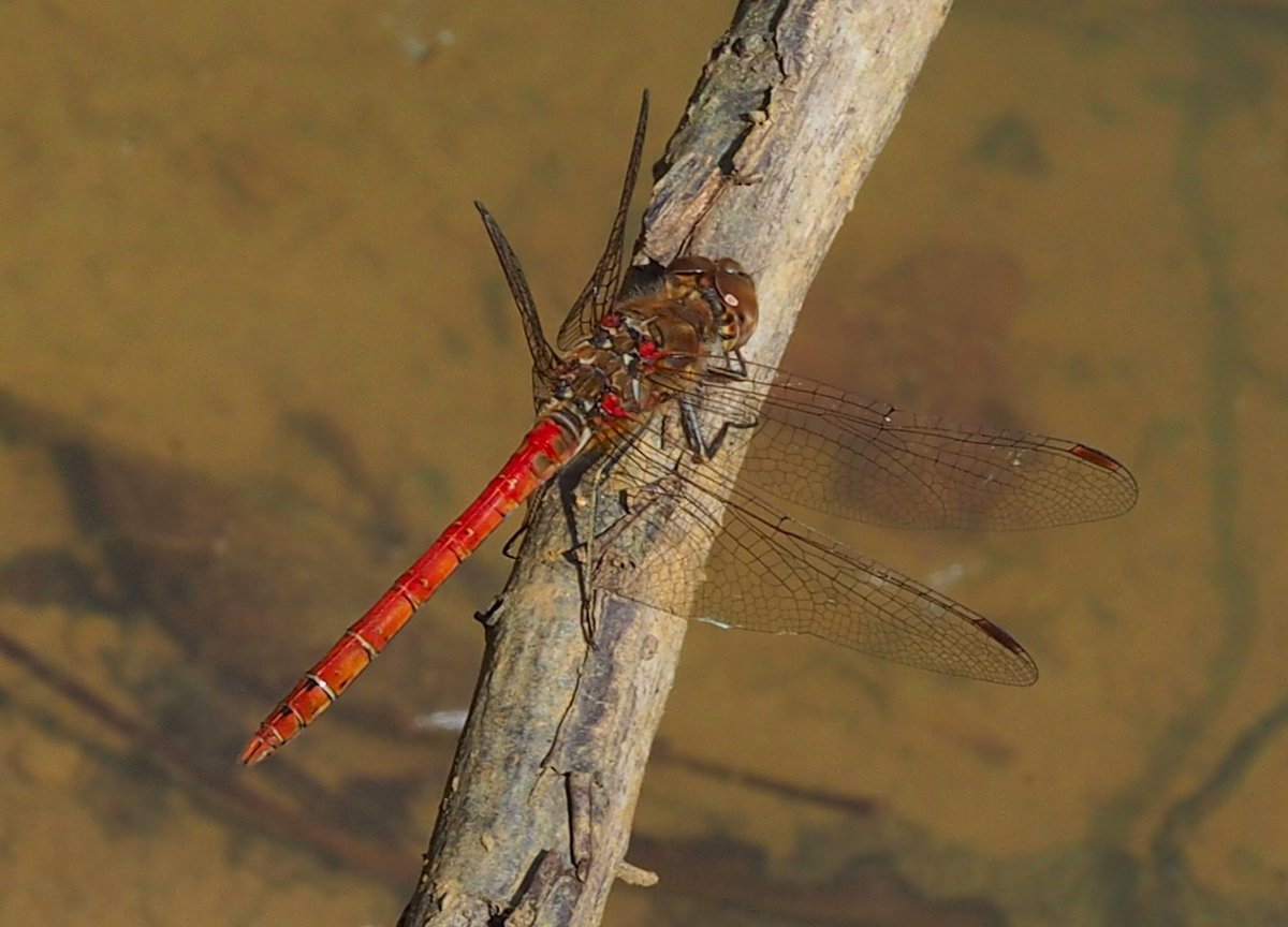 The Selborne Society tweet media