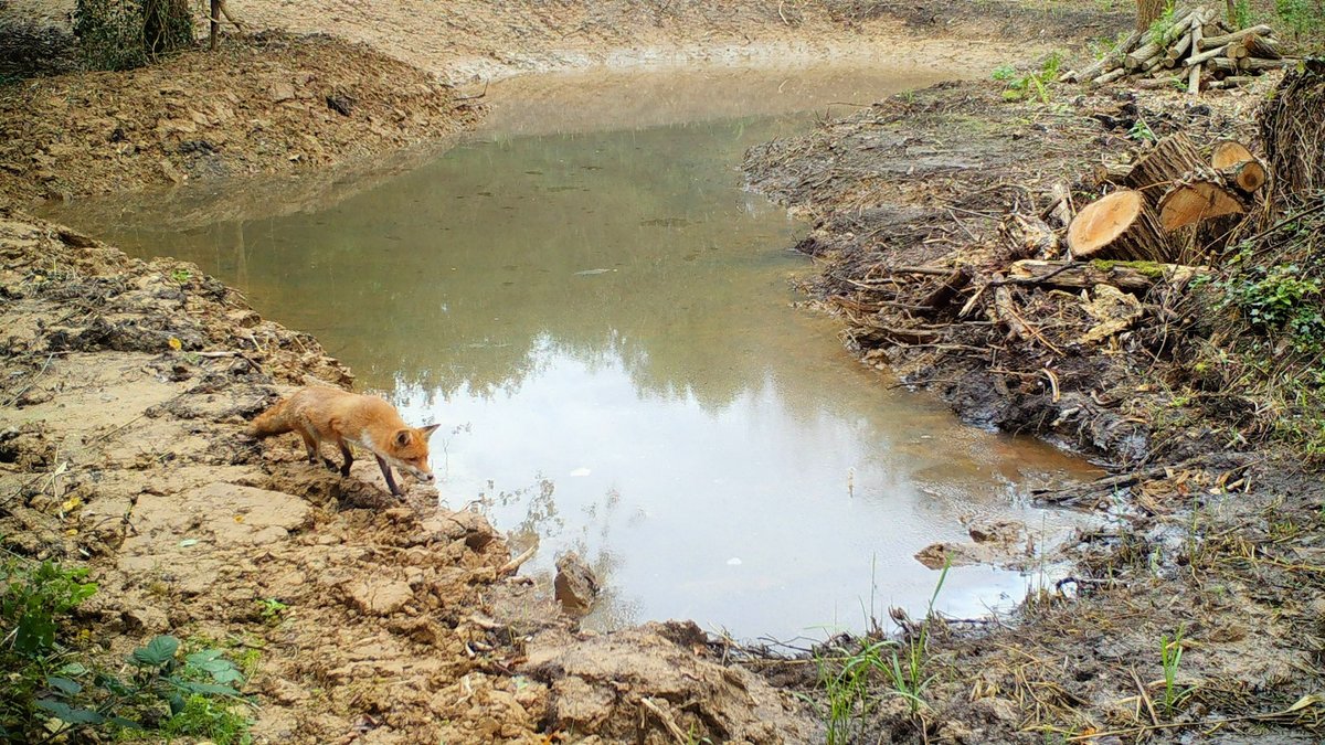 The Selborne Society tweet media