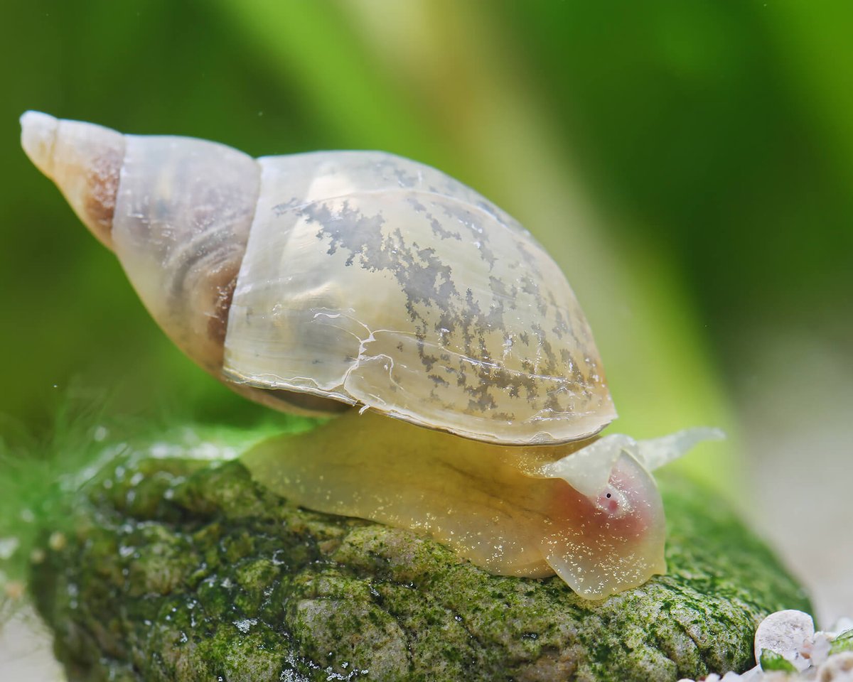 “kpe” WISH FULFILLMENT TALISMAN. CONTACT ME ON WHATSAPP: 00229 691 02375
This is a worked snail which is used in completing impossible missions. All you have to do is say what you wish according to a ritual and your wishes will be done. It is useful for asking for a promotion at