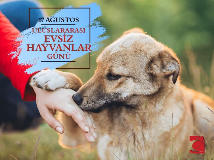 Temel Demirer tweet media