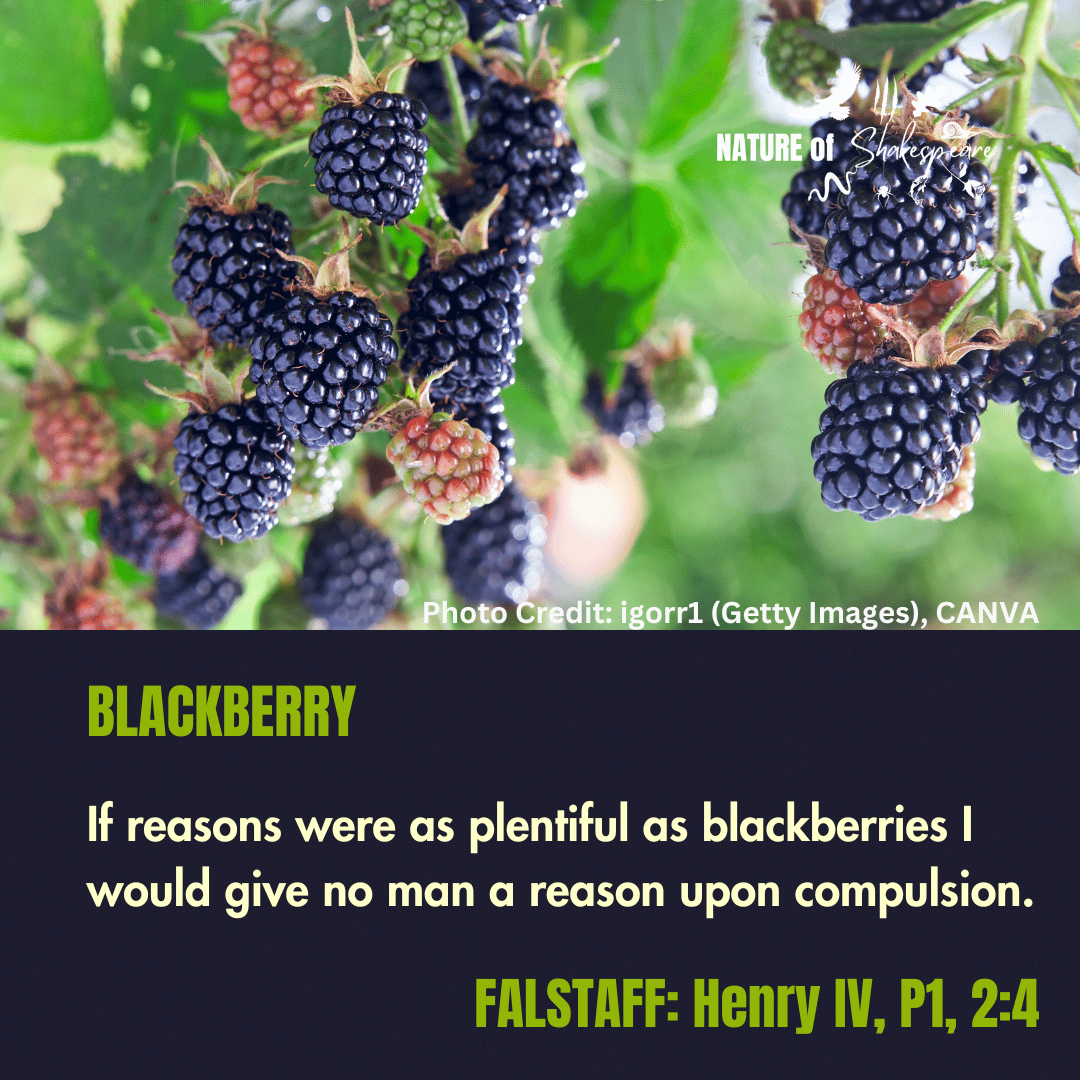 NatureS40430's tweet photo. Shakespeare Species Blackberry: If reasons were as plentiful as blackberries, I would give no man a reason on compulsion. Falstaff uses another nature based image to talk his way out of a tricky corner... #shakespearespecies https://t.co/io9ZigDxRt