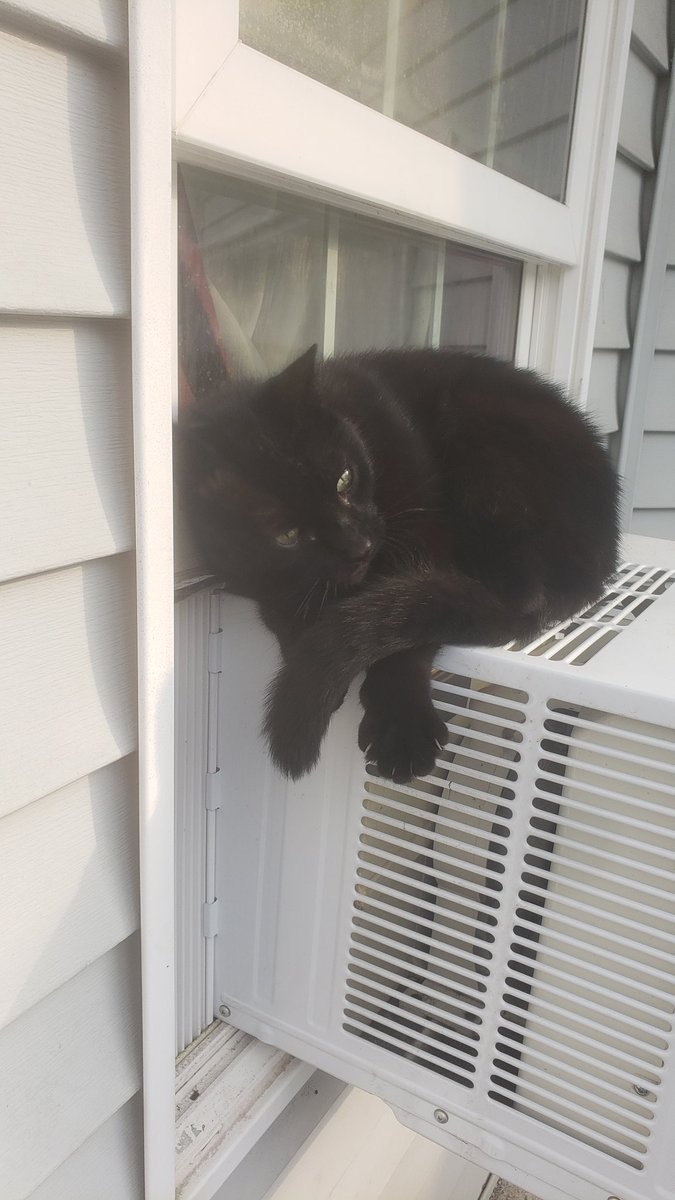 dekebridges's tweet photo. It's National Black Cat Day.
Today is National Black Cat Appreciation Day, held
annually onย August 17th.
Happy Caturday!
#BlackCatAppreciationDay
#BlackCatDay #MiloCat https://t.co/jZI4KFXohO