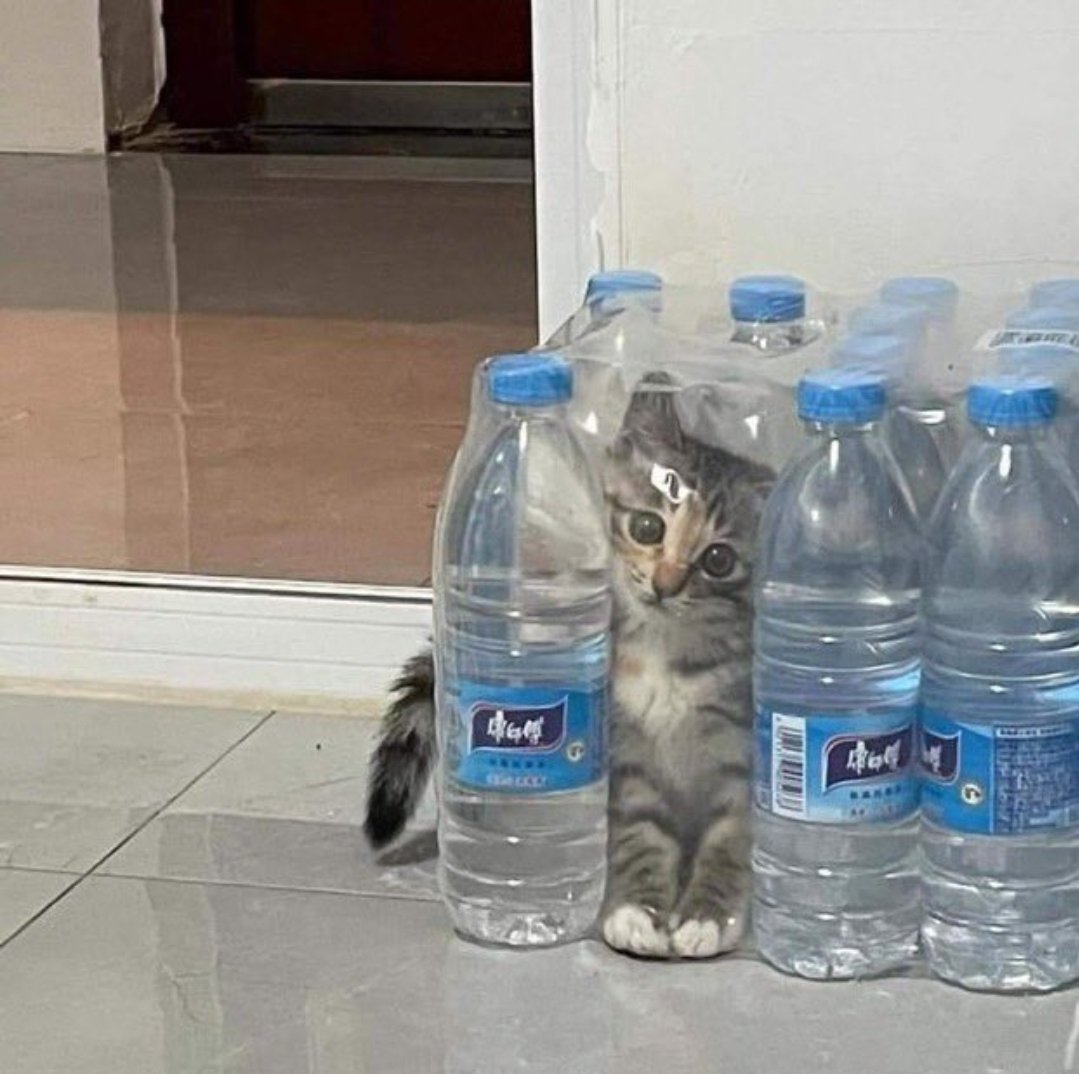 Catsillyness's tweet photo. "I can explain" https://t.co/VpPRogJhcn