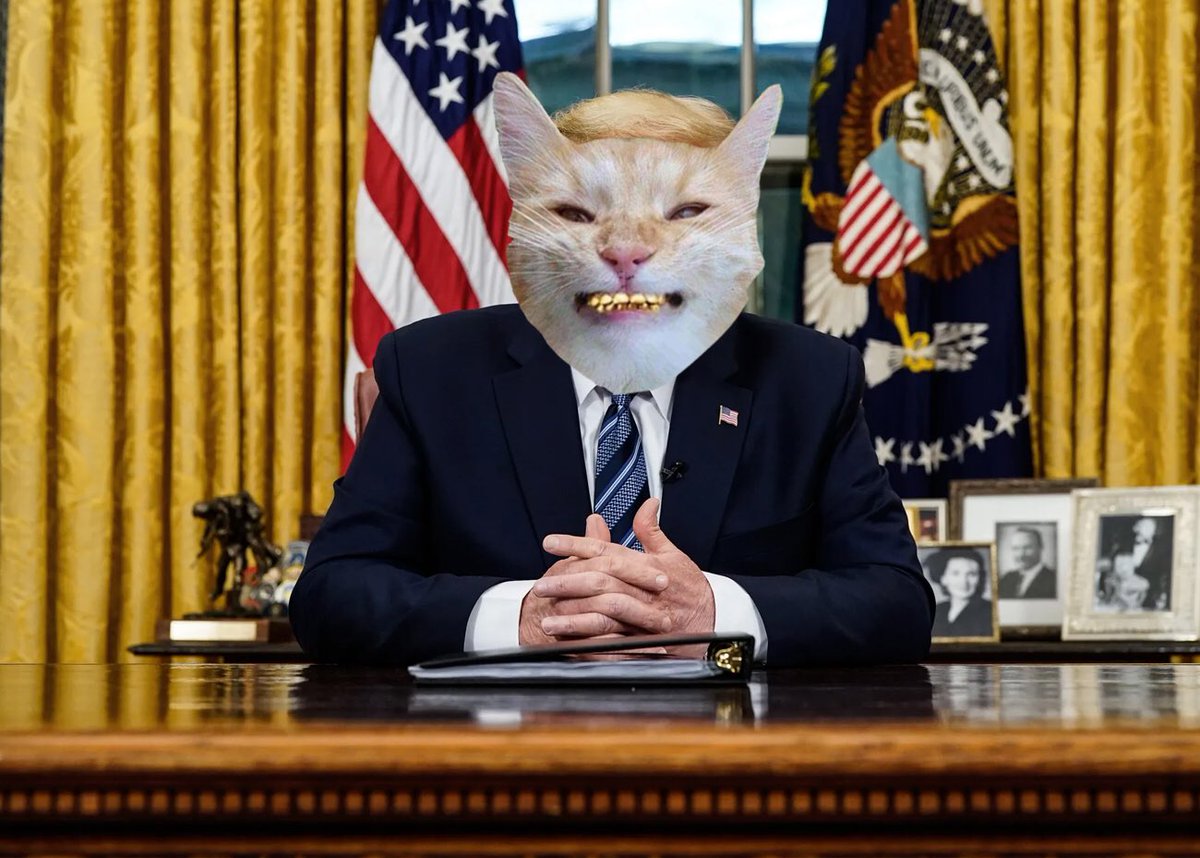 GMRxSOL's tweet photo. @calebsol $MANE @TheManeCat https://t.co/7teZLowroi