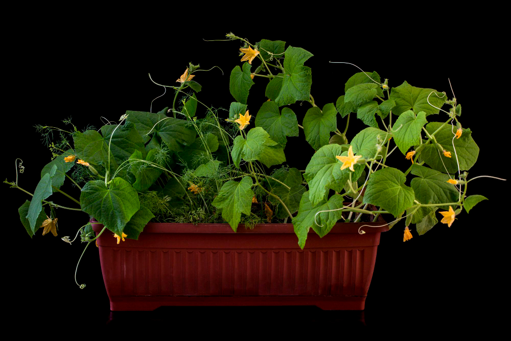 SunnyVeggie's tweet photo. 9 Fantastic Veggies to Grow on an Apartment Balcony Garden

Full Article 💬👉: https://t.co/z9zJKDLQDs

#GardeningX #GardeningTwitter #GreenThumb #indoorplants #nature #Greenery #growing #gardenersworld #gardeningtips #MyGarden #soilhealth #Flowers #UkraineWar #gardenshour https://t.co/Ma81XzR6kZ
