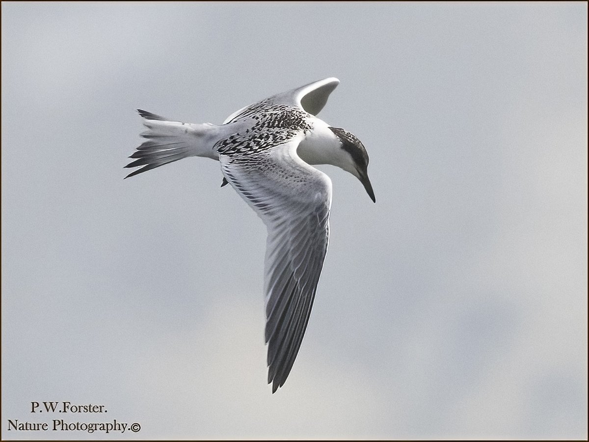 paul230156's tweet photo. Juv Sandwich Tern from Seaton Snook recent .
@teesbirds1 @WhitbyNats @clevelandbirds @teeswildlife @DurhamBirdClub @TeesmouthNNR @RSPBSaltholme @YWT_North @YorksWildlife @NTBirdClub @WildlifeMag @NTBirdClub #Terns
#nohide https://t.co/AVaGynwrCO