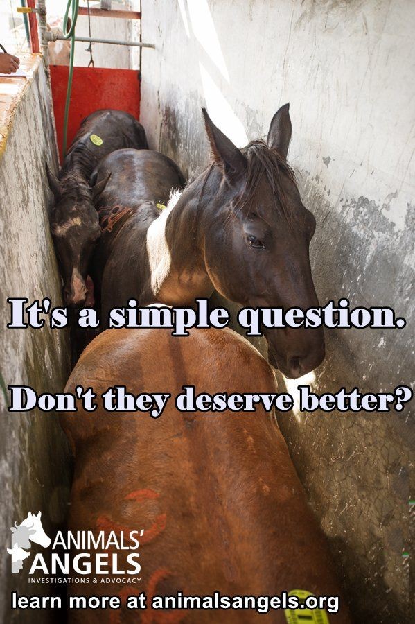 ChristineO39859's tweet image. Don&apos;t forget the cruelty @ShannonSide keep emailing #DAFM, and your local TDs.