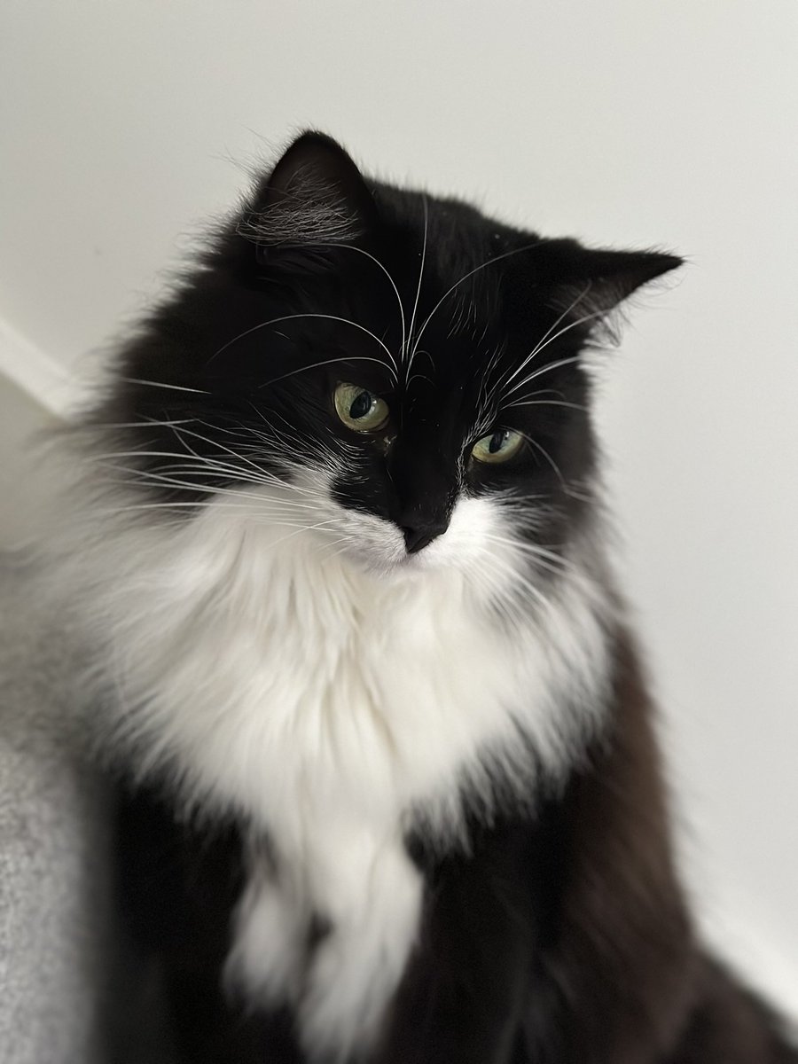 Ricky the kitty tweet media