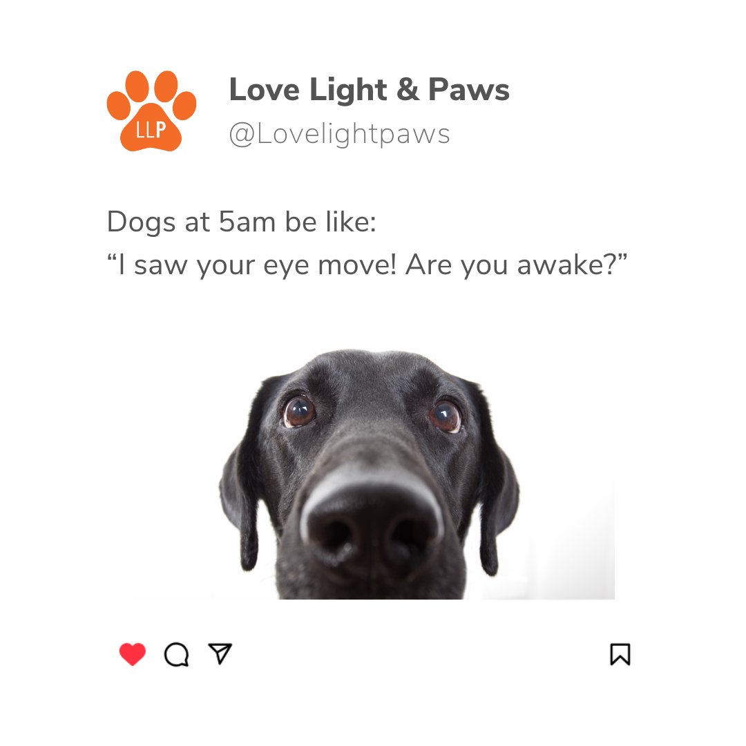 lovelightpaws's tweet photo. Ready to play?! 🐶🎾 https://t.co/OFCZCKBvtz