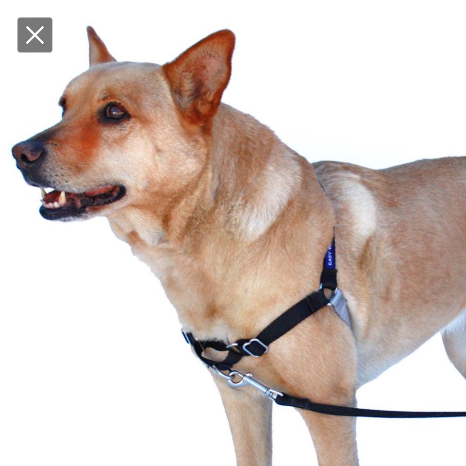 PaulAbke's tweet photo. @zorekrichards @marlene4719 We have that harness. It’s on up side down. The tan strap goes on the bottom. https://t.co/73jAB3xXmA