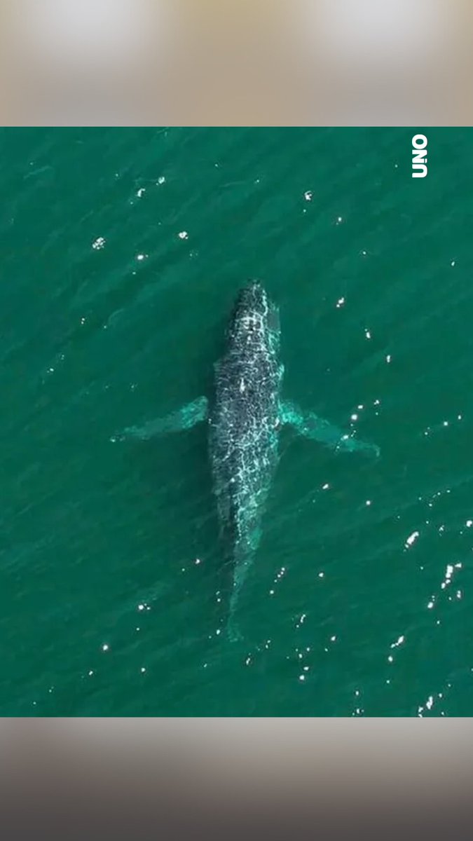 diariouno's tweet image. PROBABLEMENTE NO PODRÁ SOBREVIVIR 

Jessica Farrer, directora de #investigación del Museo de la Ballena en la isla San Juan de Washington describió la devastación emocional que implica ver a una #ballena #incapaz de sumergirse y #moverse como debería.