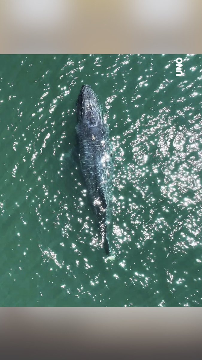diariouno's tweet image. PROBABLEMENTE NO PODRÁ SOBREVIVIR 

Jessica Farrer, directora de #investigación del Museo de la Ballena en la isla San Juan de Washington describió la devastación emocional que implica ver a una #ballena #incapaz de sumergirse y #moverse como debería.