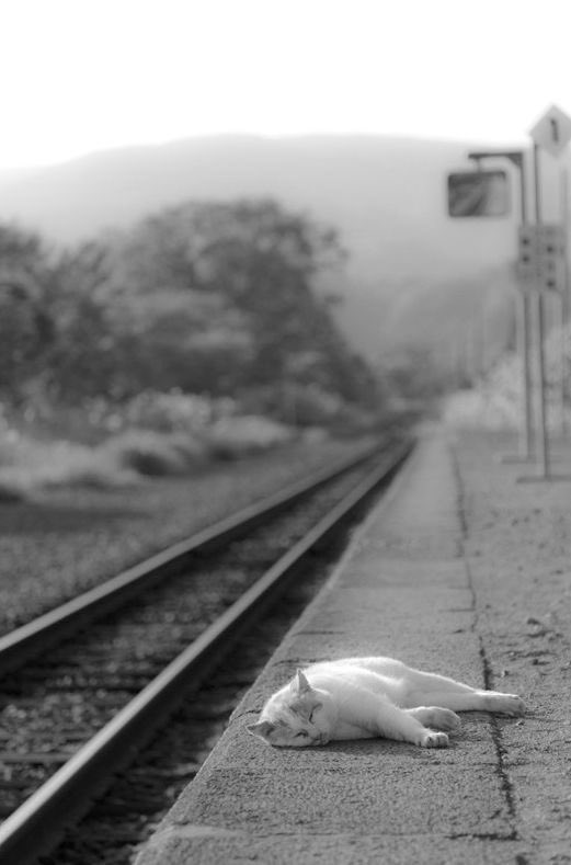EmilysToys1's tweet photo. I want to go somewhere far away, somewhere I can get to by train.
Have a great weekend everyone!!🌻😻🩷
#cargang #caturday https://t.co/ZEPY067JZ4