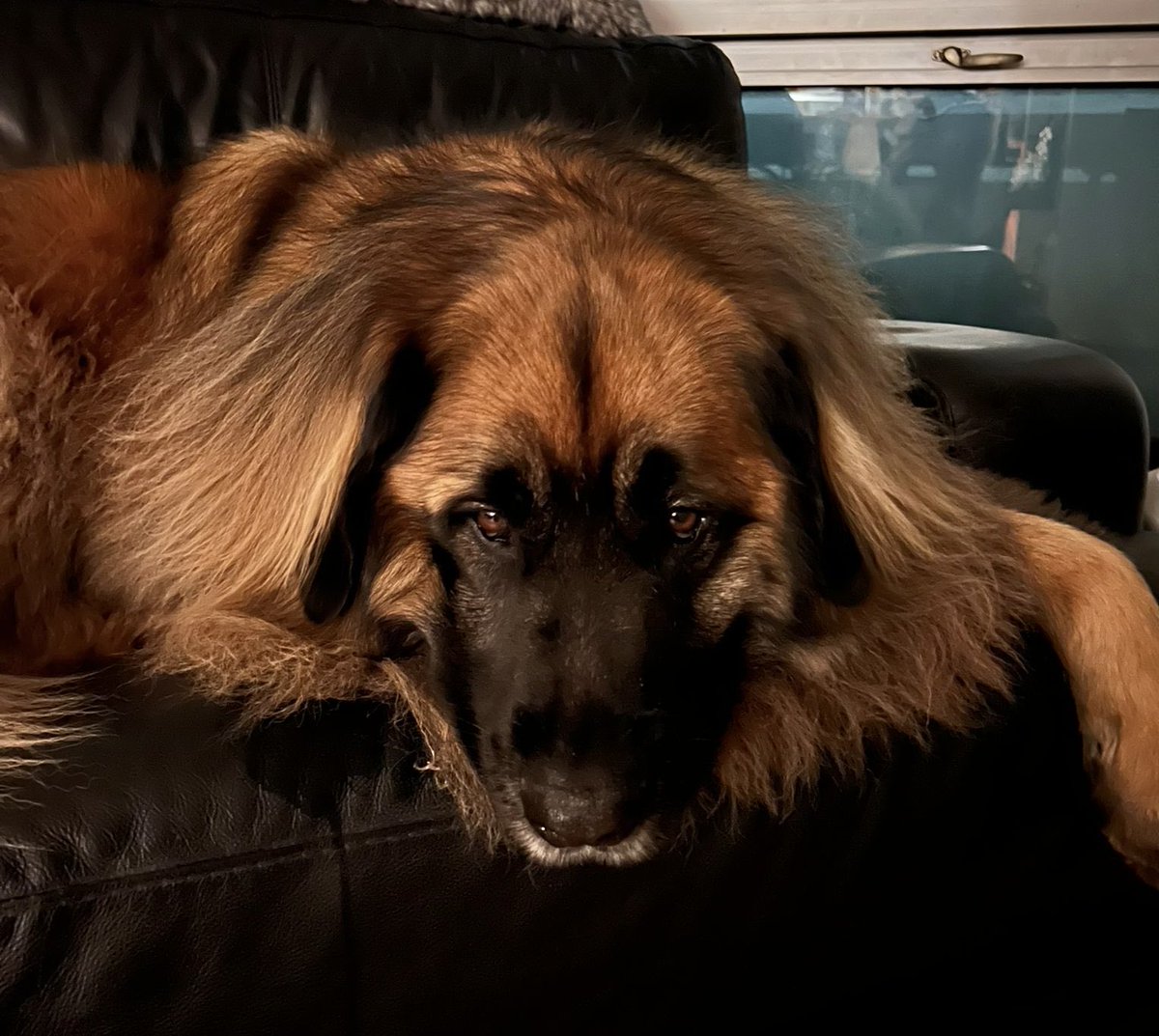 Leo Rautins tweet media