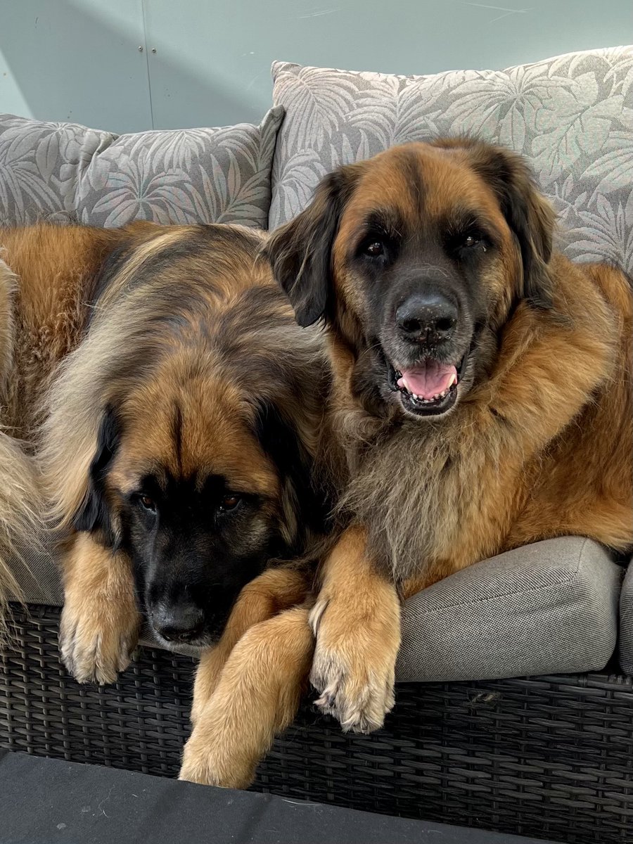 Leo Rautins tweet media