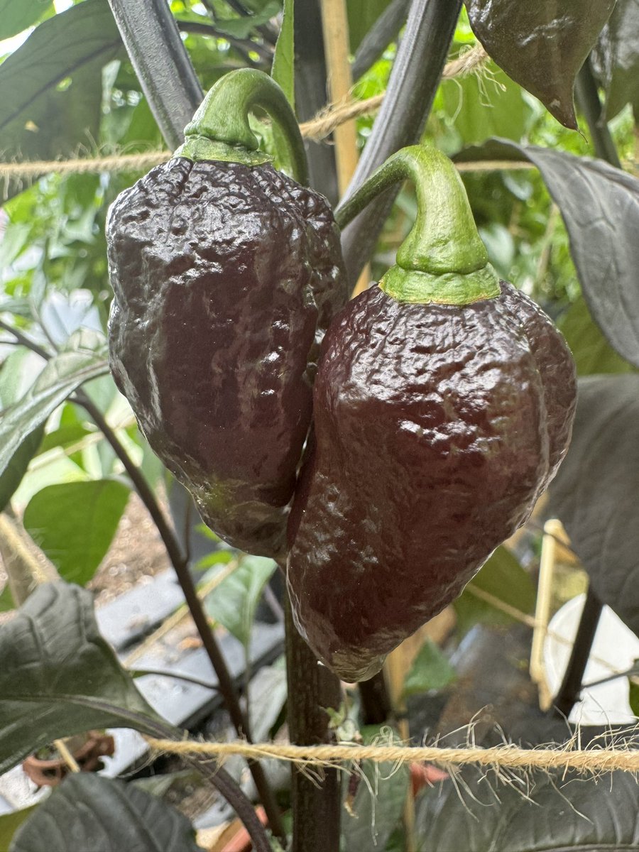 Chris TheLurch Saunders 🌶 tweet media