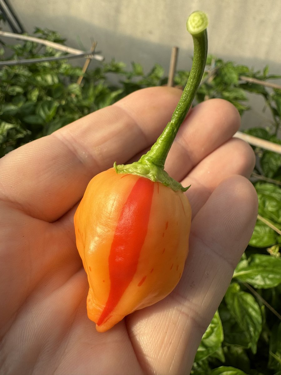 Chris TheLurch Saunders 🌶 tweet media