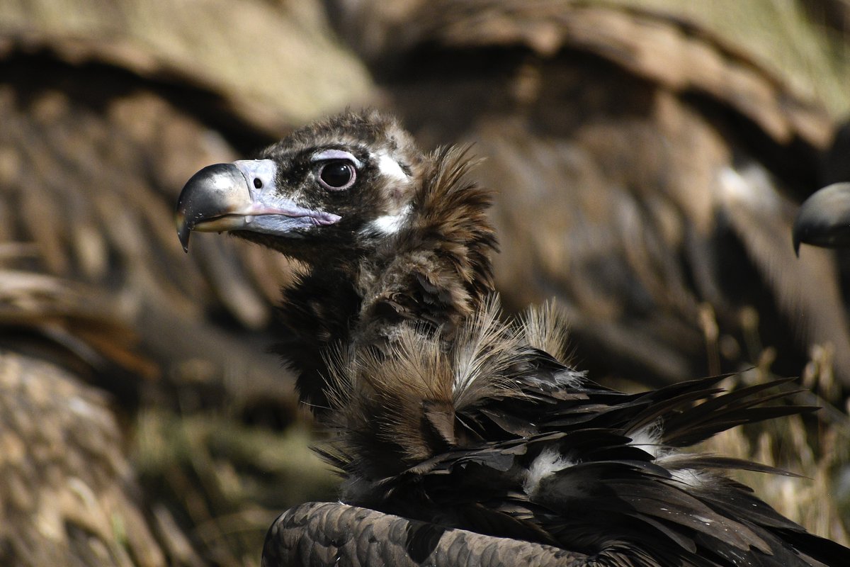 WillBrooks16's tweet photo. On a recent trip to Spain I had the opportunity to go to my first vulture restaurant (a restaurant for vultures, not people). Buseu has a great setup with four vulture species including one of the coolest, the Bearded Vulture. I highly recommend! https://t.co/uqcUdxgqrb https://t.co/FuZZAxdVN1