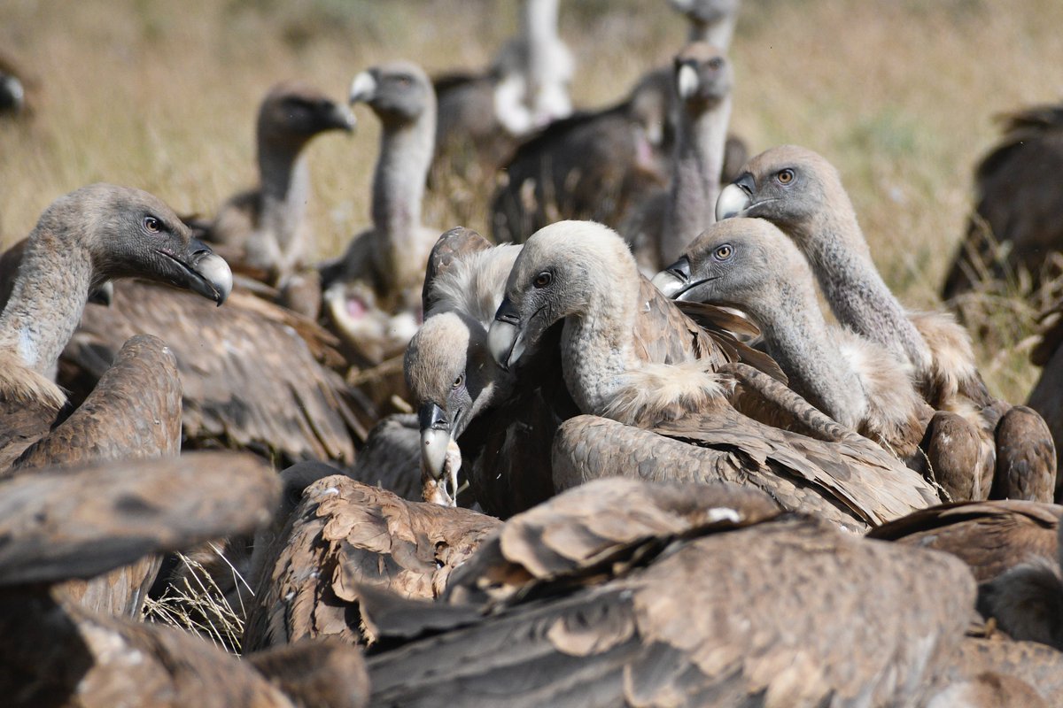 WillBrooks16's tweet photo. More pics. Species are Griffon Vuluture, Bearded Vulture, Cinereous Vulture, and Egyptian Vulture. https://t.co/3TsFutFetf