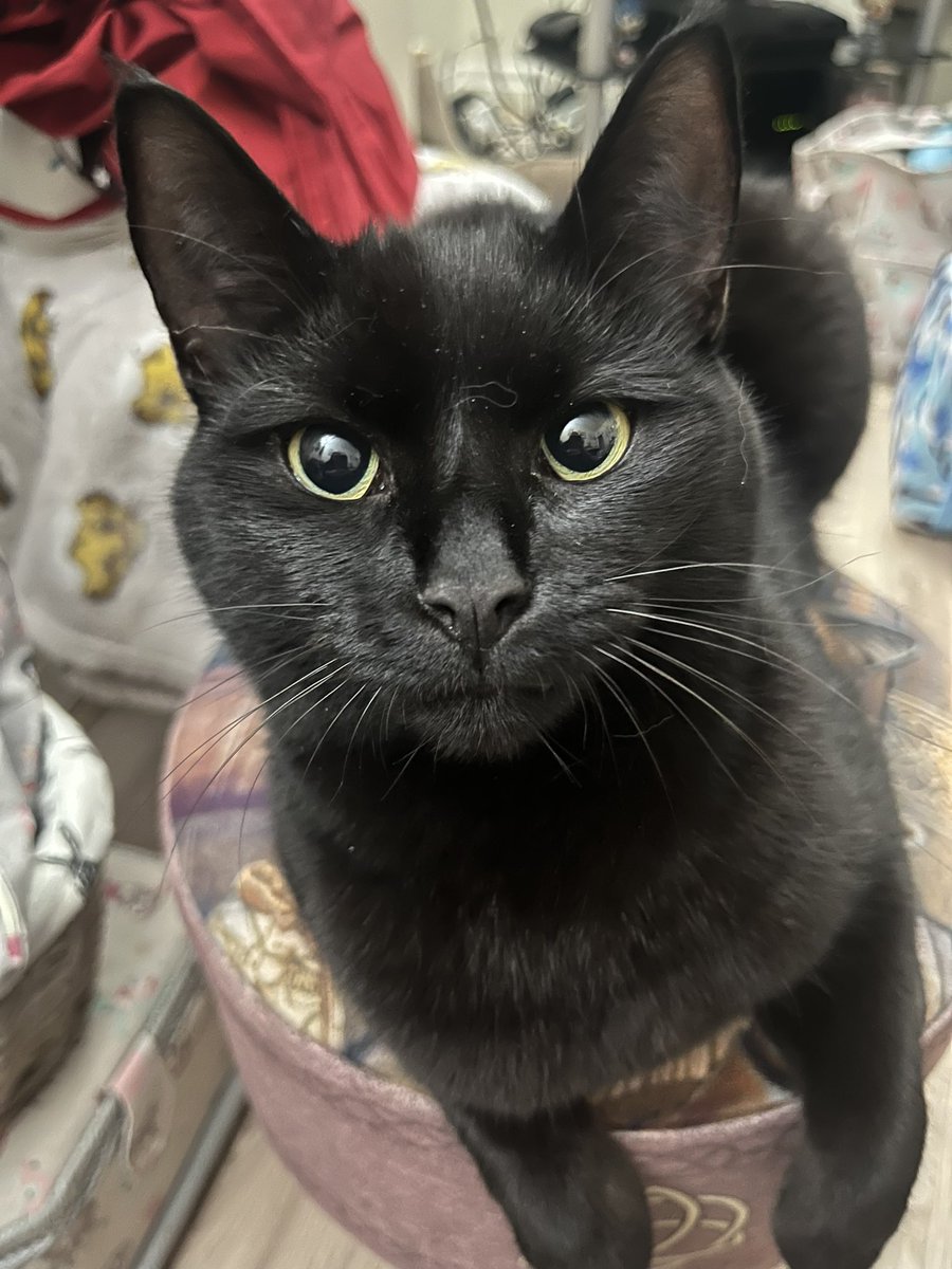 NatCBrooks's tweet photo. 🐾🐈‍⬛💜🖤 Happy Black Cat Appreciation Day 🖤💜🐾🐈‍⬛ Love our baby girl 🖤 Lilah 🖤
#blackcatappreciationday #loveblackcats🐾 #lilah #babygirl #speciallady❤️ #happyblackcatappreciationday🐱🌷🌷🌷❤ https://t.co/IxmW50Qt5H