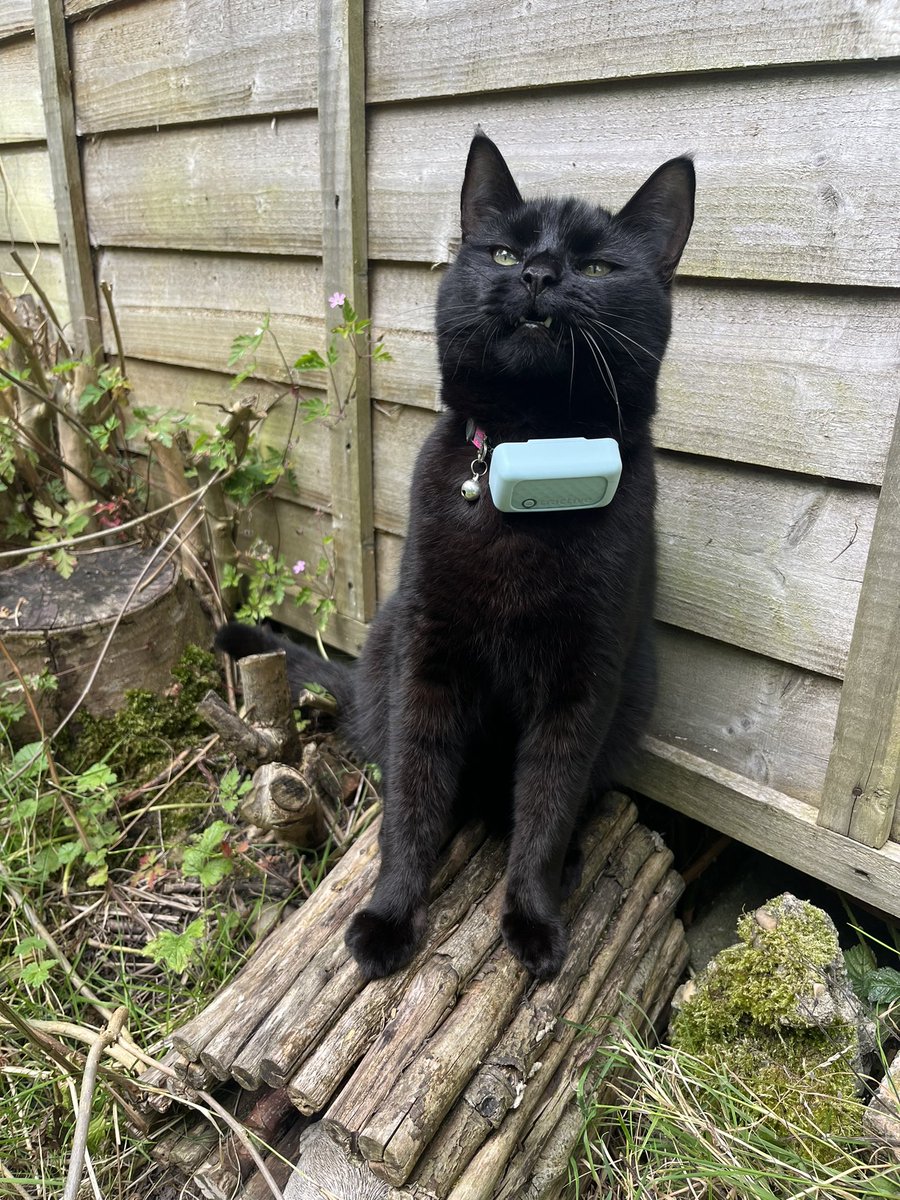 NatCBrooks's tweet photo. 🐾🐈‍⬛💜🖤 Happy Black Cat Appreciation Day 🖤💜🐾🐈‍⬛ Love our baby girl 🖤 Lilah 🖤
#blackcatappreciationday #loveblackcats🐾 #lilah #babygirl #speciallady❤️ #happyblackcatappreciationday🐱🌷🌷🌷❤ https://t.co/IxmW50Qt5H
