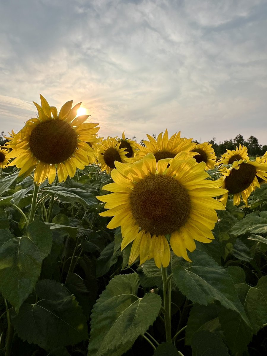 Sophie Pérusse ❤️🇨🇦🤍 ~ 💙🇺🇦💛 ~ 🤍🇬🇱❤️ tweet media