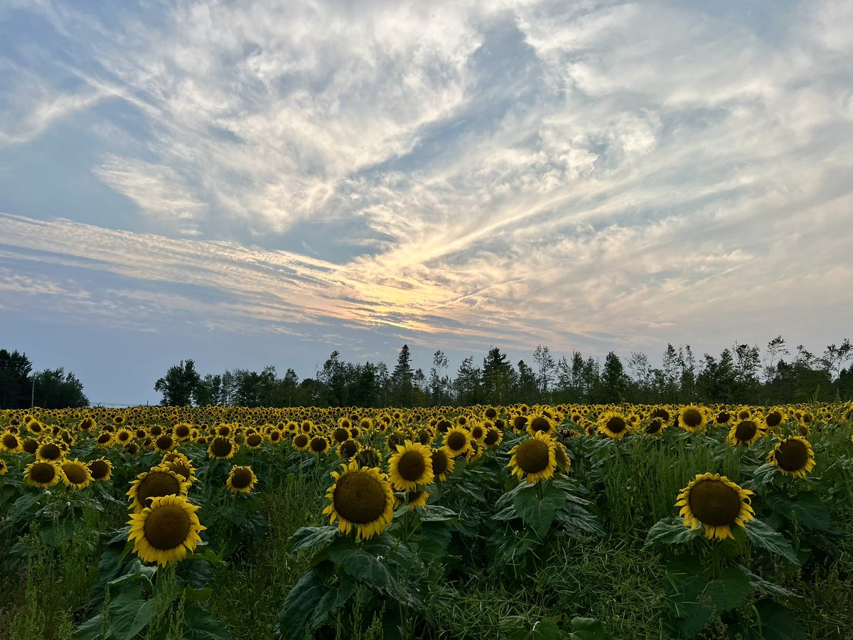 Sophie Pérusse ❤️🇨🇦🤍 ~ 💙🇺🇦💛 ~ 🤍🇬🇱❤️ tweet media
