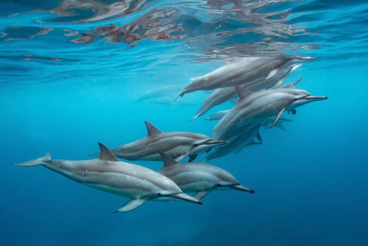 Weiredbychoice's tweet photo. Weird Fact:- Dolphins use unique whistles to identify each other and respond when their names are called. https://t.co/slp6k4MfAj