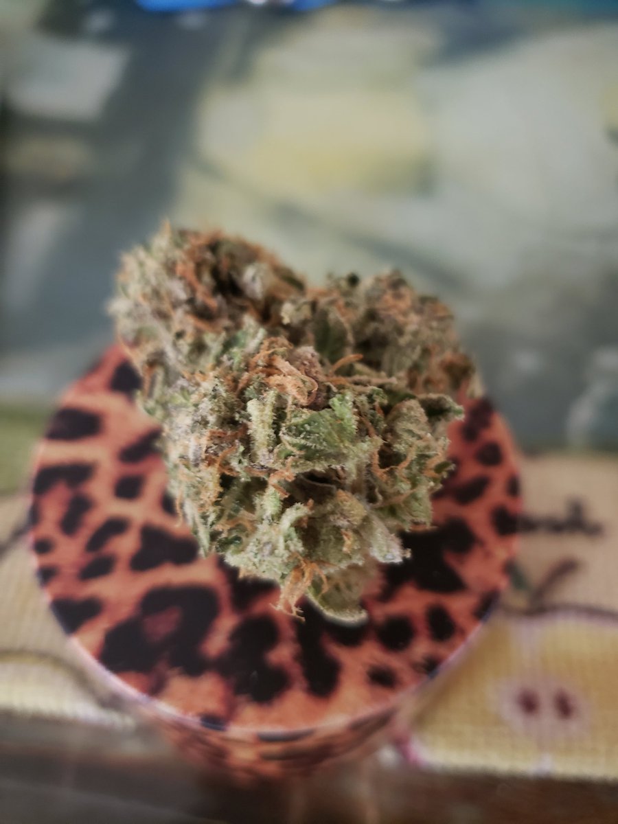 soylamejor's tweet photo. Starting the day π
Strain: Super Lemon π OG
πππ
#LaWeed #saturdayVibes https://t.co/Y8QIMed3jc