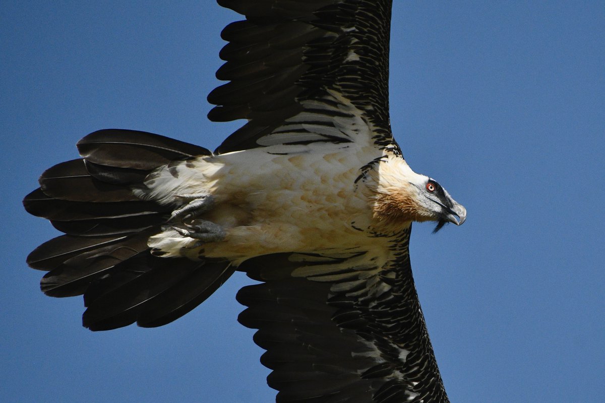 WillBrooks16's tweet photo. More pics. Species are Griffon Vuluture, Bearded Vulture, Cinereous Vulture, and Egyptian Vulture. https://t.co/3TsFutFetf