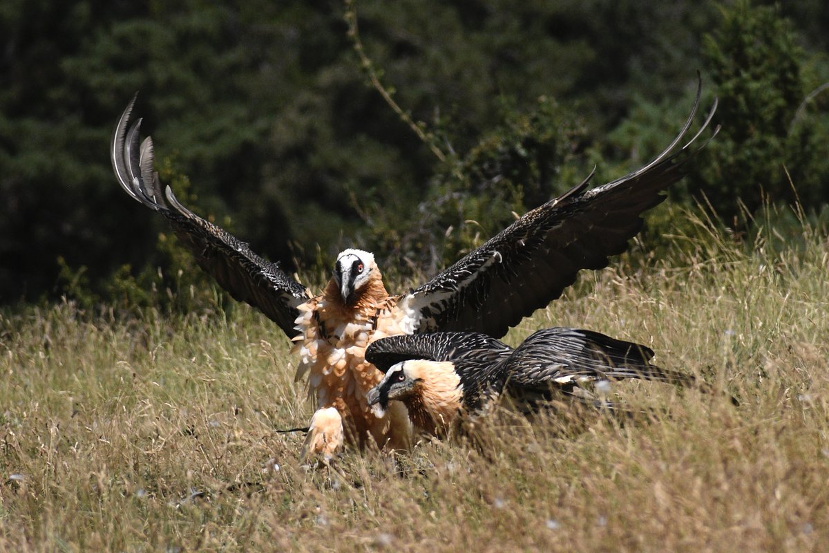 WillBrooks16's tweet photo. More pics. Species are Griffon Vuluture, Bearded Vulture, Cinereous Vulture, and Egyptian Vulture. https://t.co/3TsFutFetf
