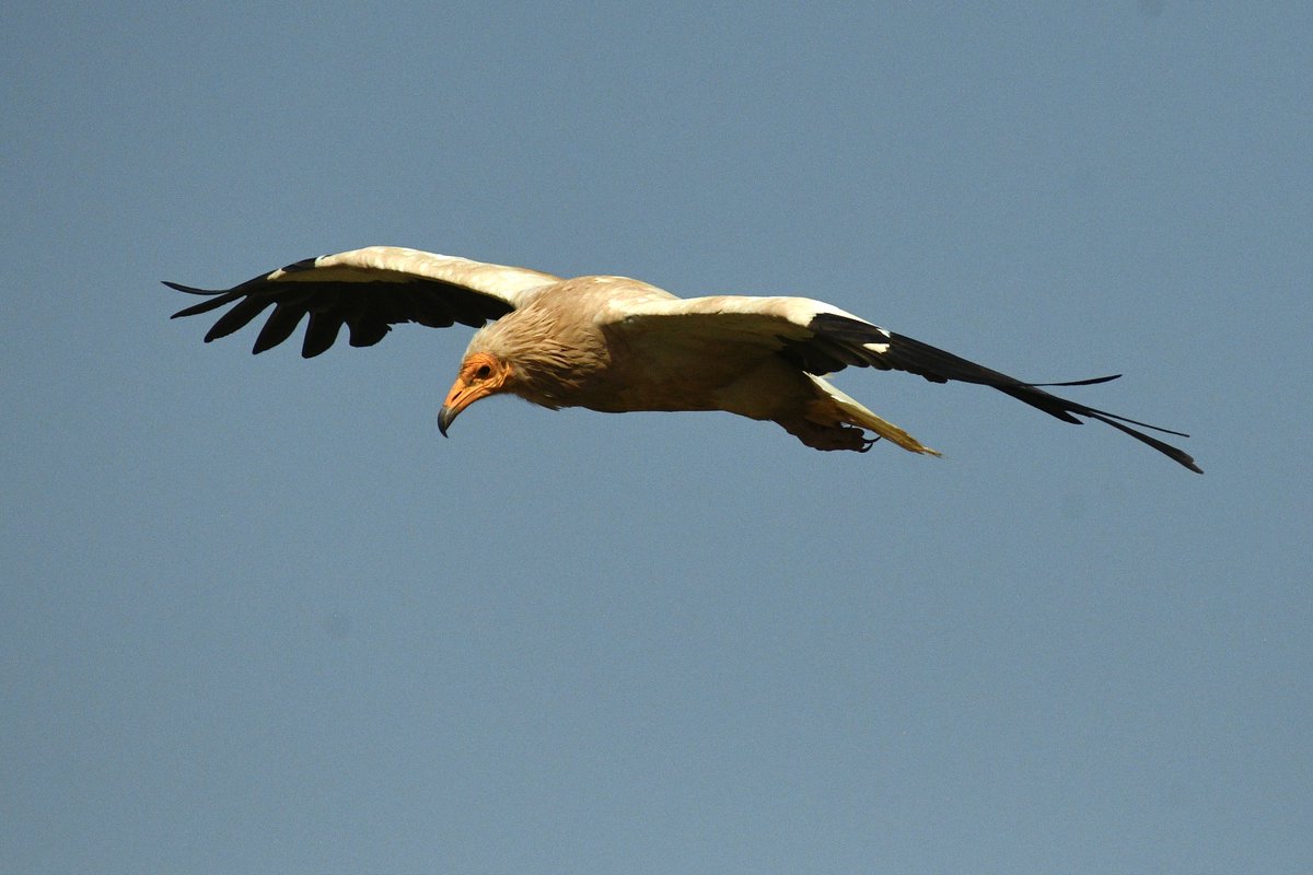 WillBrooks16's tweet photo. More pics. Species are Griffon Vuluture, Bearded Vulture, Cinereous Vulture, and Egyptian Vulture. https://t.co/3TsFutFetf