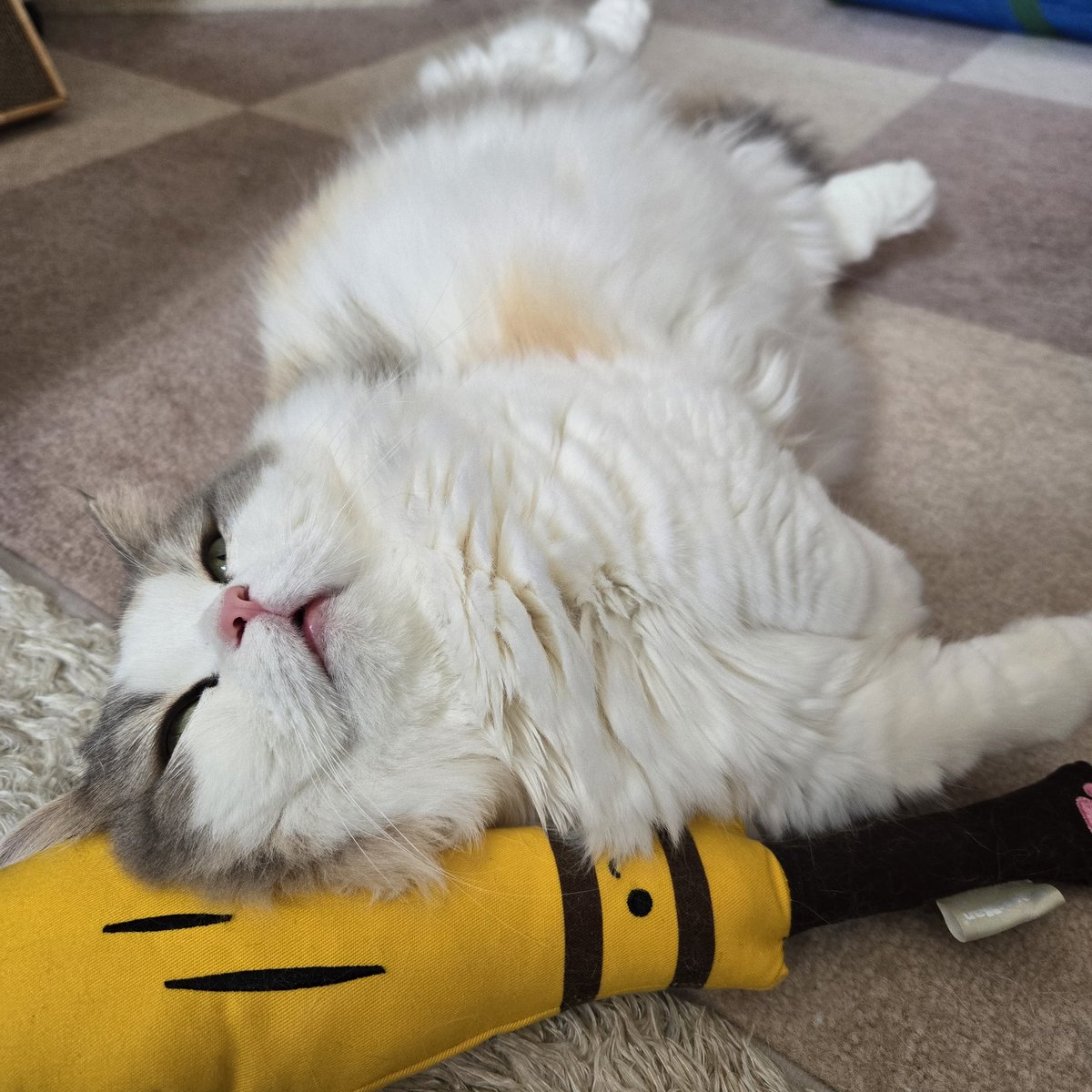 LNichijyo's tweet photo. 😴

#猫の日常  #ねこかわいいね  #ねこ  #ミヌエット  #cats https://t.co/VnFmrssxyt