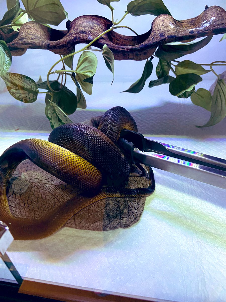 salt_Python_31's tweet image. 最近こうなる😩
狡猾なお前はどこに行ったのやら😓