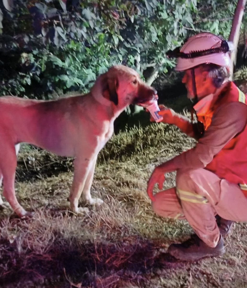 İzmir'de bir itfaiye eri, yangından etkilenen sokak köpeğine ayran içirdi.