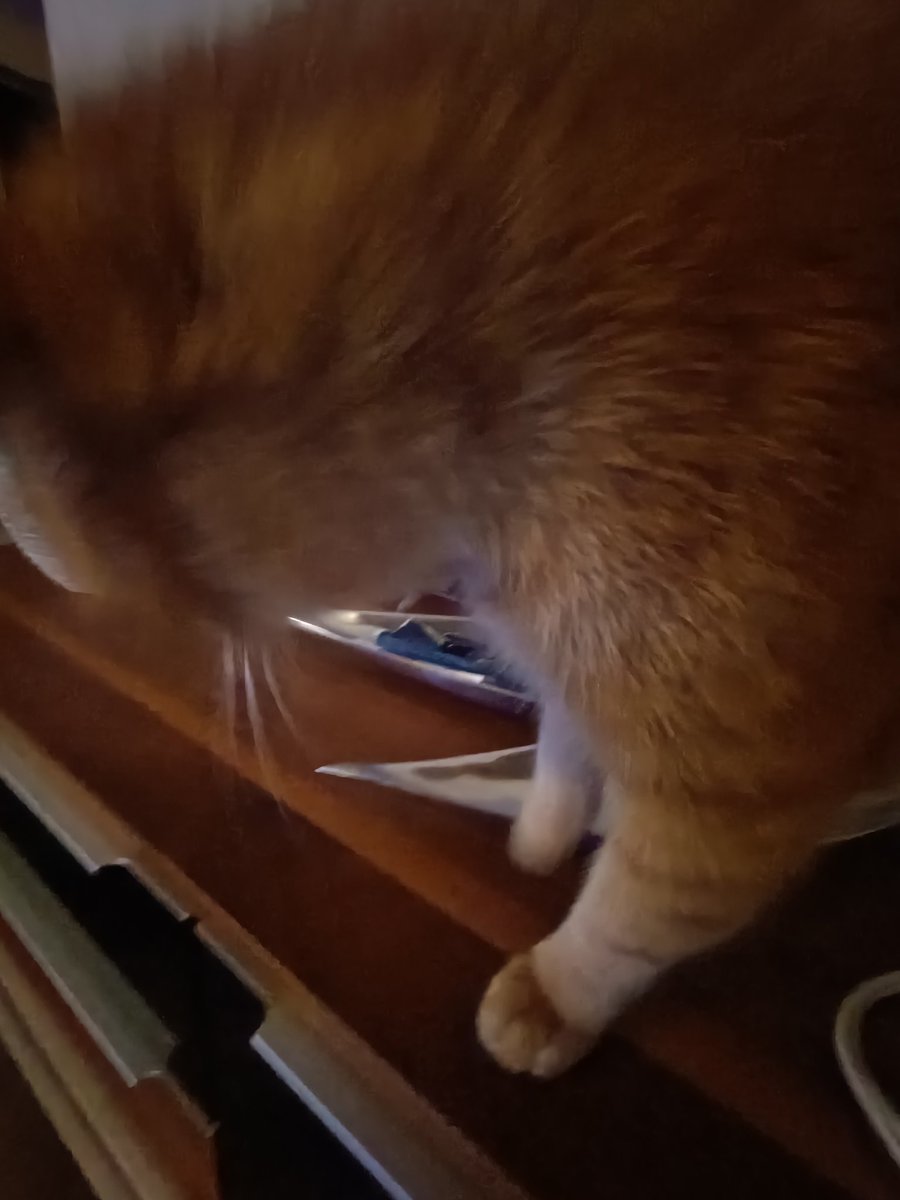 CT430S's tweet photo. @Catsillyness https://t.co/jZI4YdmbWi