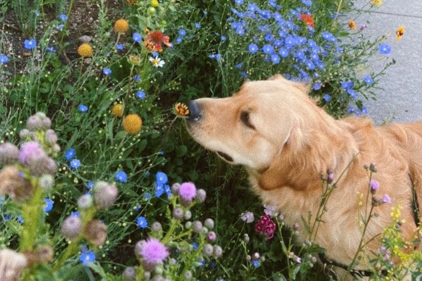 happy dogs in the field 🌸🌱🌷🐶