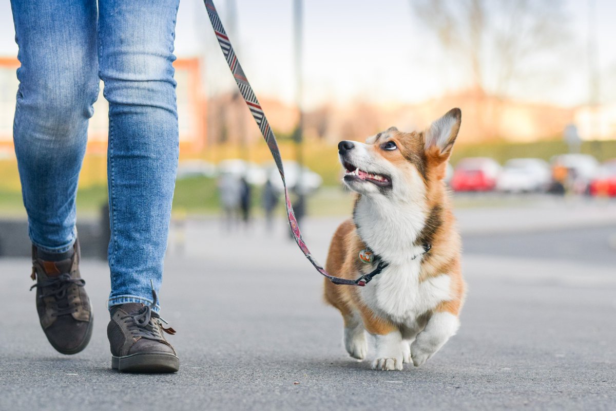 Most dog attacks could have been prevented if the dogs were leashed. 🦮
Just the simple act of keeping dogs on leashes protects everyone in the community.

Learn more at toronto.ca/DangerousDogs