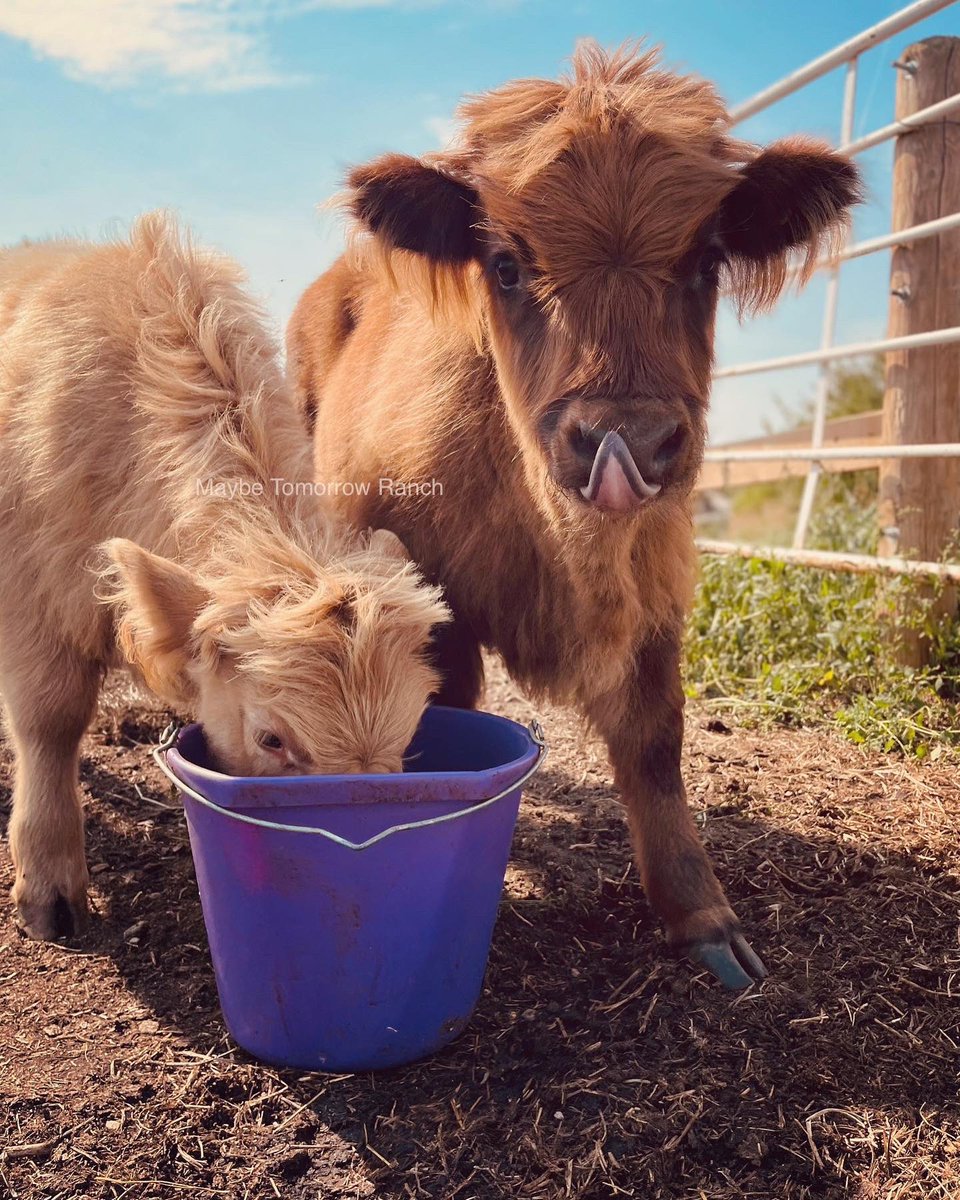 mthranch's tweet photo. #maybetomorrowranch #highlands #Alberta #highlandcalf #albertafarms https://t.co/AObalLKtuo