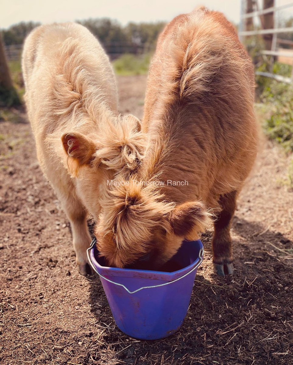 mthranch's tweet photo. #maybetomorrowranch #highlands #Alberta #highlandcalf #albertafarms https://t.co/AObalLKtuo