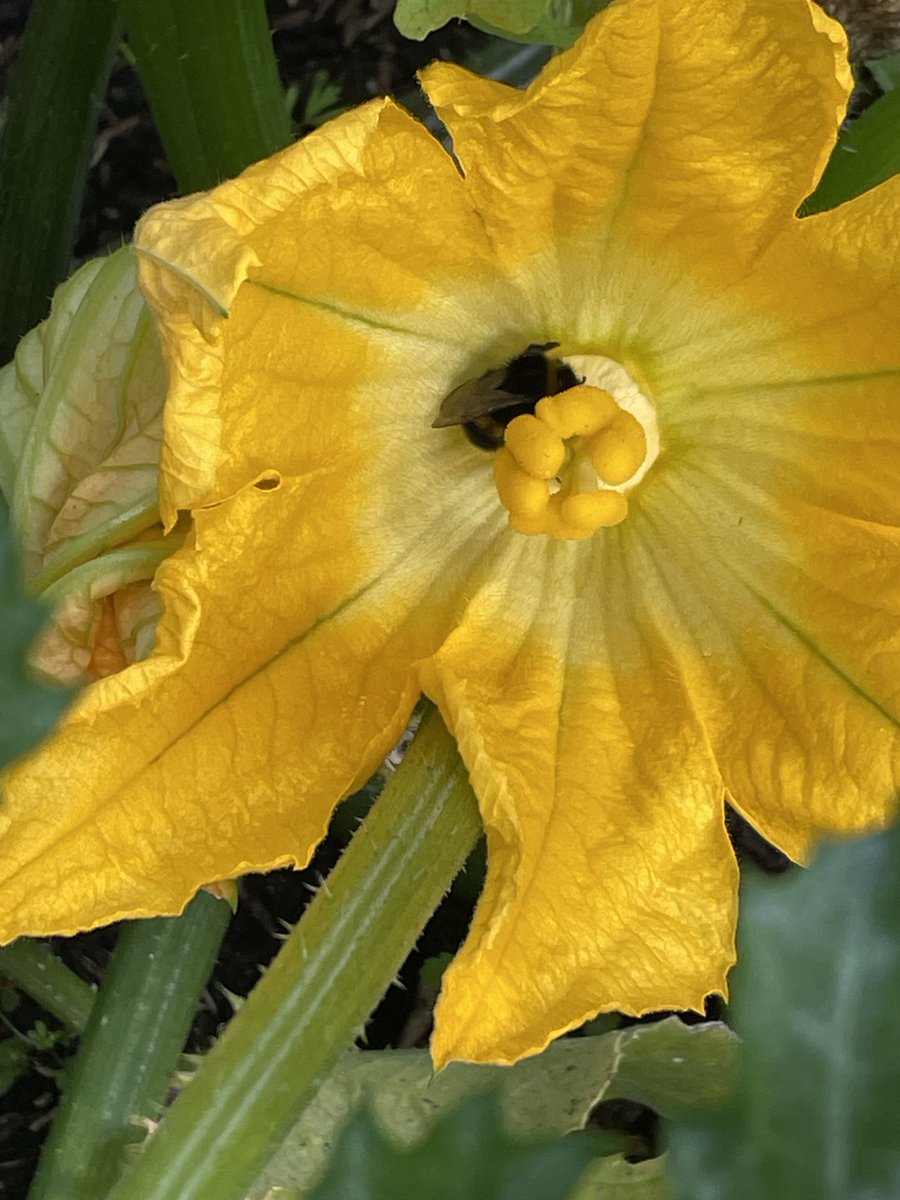 hatetorycuts's tweet photo. Thought this ๐ collecting pollen
2hrs later still there going round & round
Was stuck
Broke flower off to release ๐
#EveryBeeCounts https://t.co/60Xsho7W5p