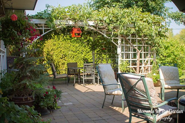 MomentsintheG's tweet image. My patio area.  Making the most of the Summer days.  #patio #augustgarden #seatingarea #outdoorfurniture #winebarrel #handingbasket #containers #shadyarea #firepit #momentsinthegardenphotography